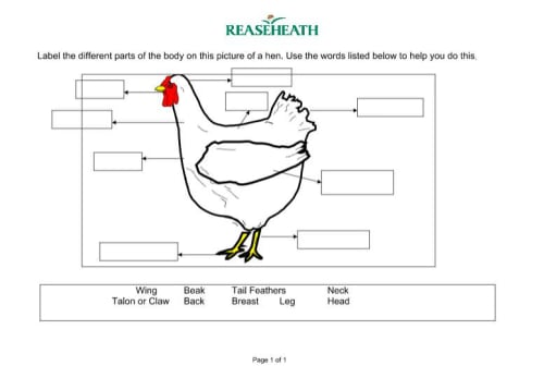 Learning about farm animals