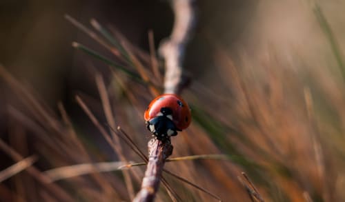 Ladybirds - Maths Activity
