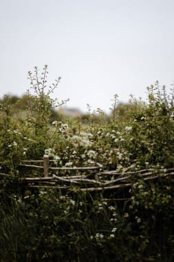 Wildlife Corridors at Rookery Farm