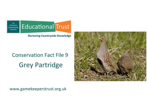 Conservation Fact File 9 - Grey Partridge