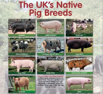 Rare Native Pig Breed Poster