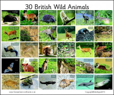 30 British Wild Animals - Photographic – 3110