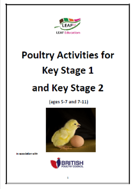 Poultry Activities for Key Stage 1 and Key Stage 2