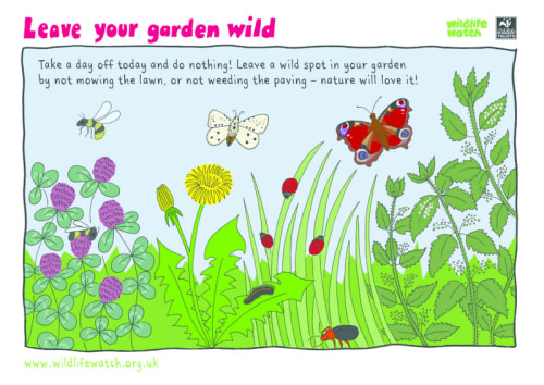 Wildlife activity sheets