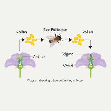 Bees: pollination, habitats and conservation