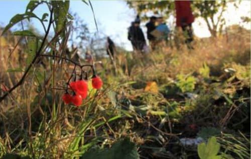 The Mystery of Growth