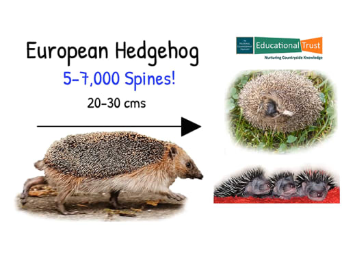 Conservation Fact File 8 - European Hedgehog