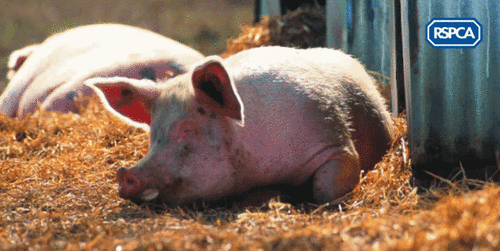 What labelling and advertising tells us