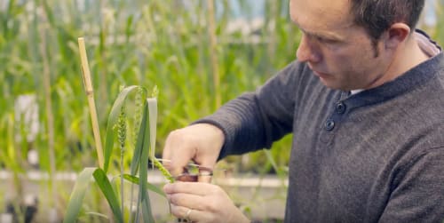 Why is Plant Breeding Important?