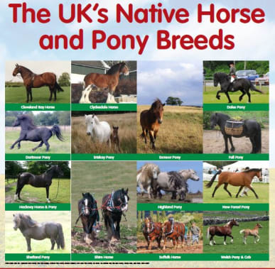Rare Native Equine Breed Poster