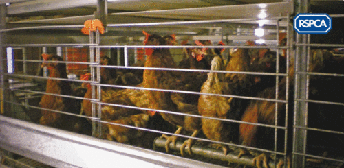 All about eggs - production and labelling