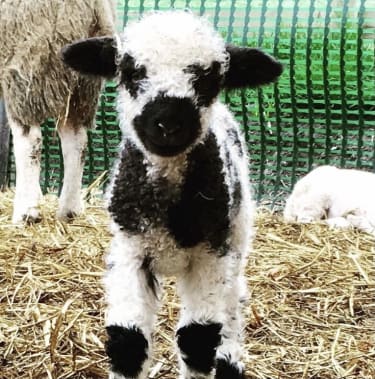 Letter Writing: Spring on the Farm