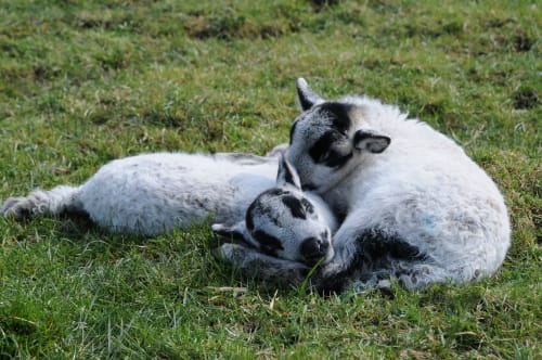 Relaxed Farming: Our Farm in your Classroom
