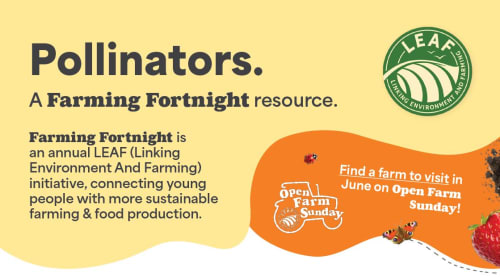 Pollinators - Sustainable Farming