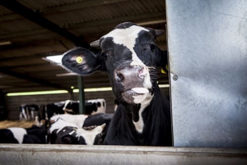Farm animal senses