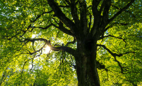 NATIONAL TREE WEEK