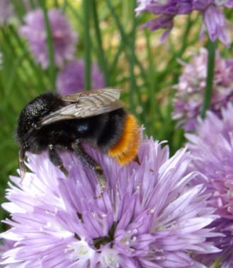 Spotting nature in your school grounds