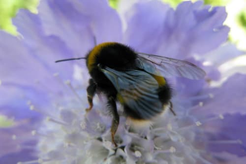 HOME EDUCATION HUB: Investigating bugs and bees