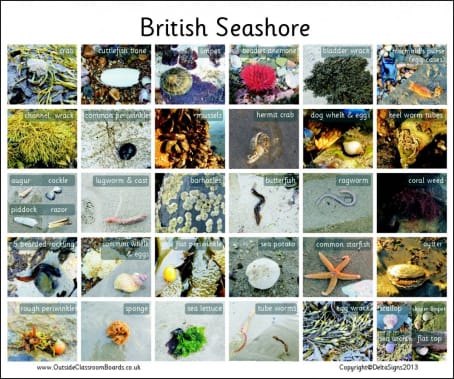 British Seashore - Photographic – 3117