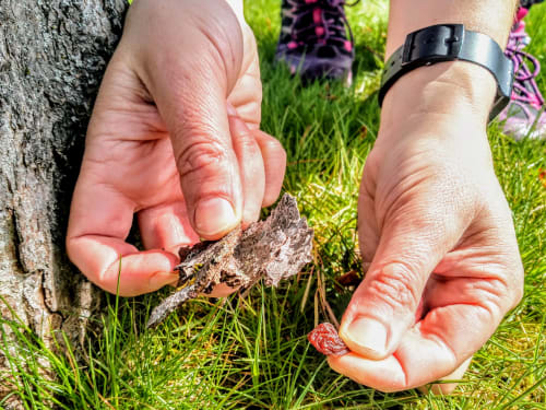 Animal Seed Dispersal Game