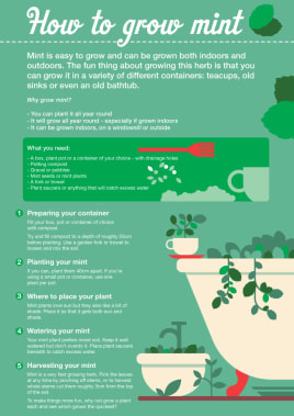 Grow your own mint