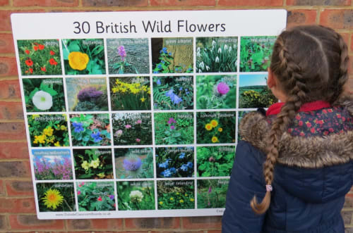 30 British Wildflowers- Photographic – 3118
