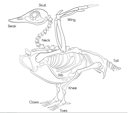 All About Water Birds