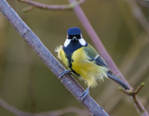 Birdy Surveys