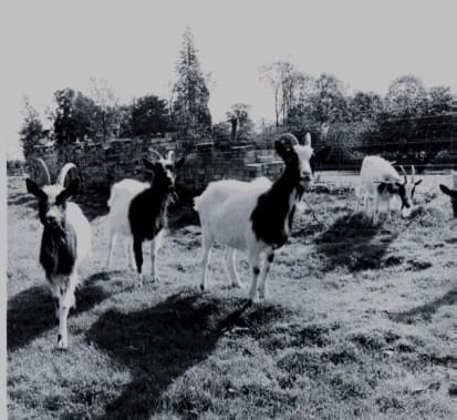 RBST Conservation Grazing Resources