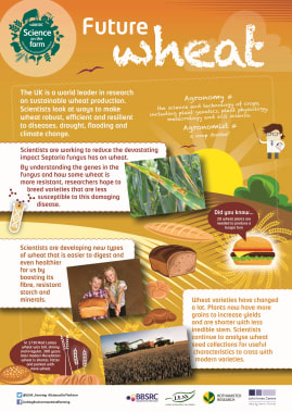 BBSRC Science on the Farm poster - WHEAT