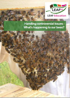 What's happening to our bees?