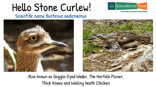 Conservation Fact File 6 - Goggle-Eyed Wader