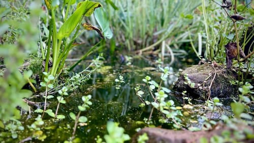 How to Build a Pond