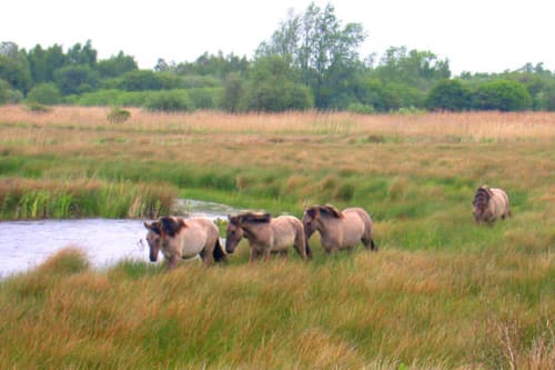 Wicken Fen