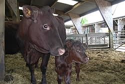 Shabden Park Farm