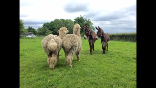Willow Brook Farm -Educational / Petting Centre