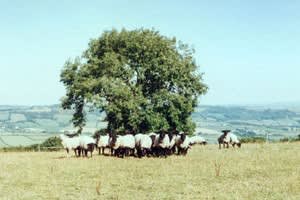 Woodside Farm