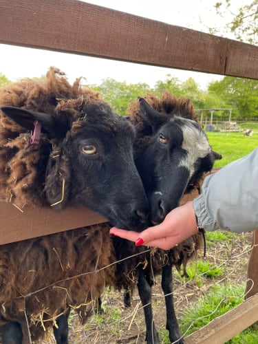 Deen City Farm