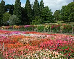 Garden Wisley