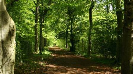 Leigh Woods