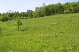 Messuage Farm