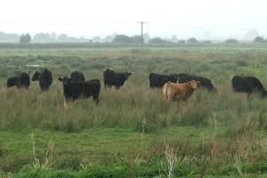 Marsh Hill Farm