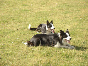 Priston Mill Farm
