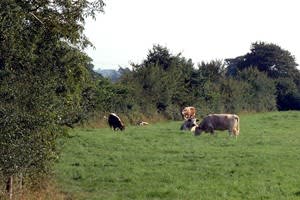 Blagdon Home Farm