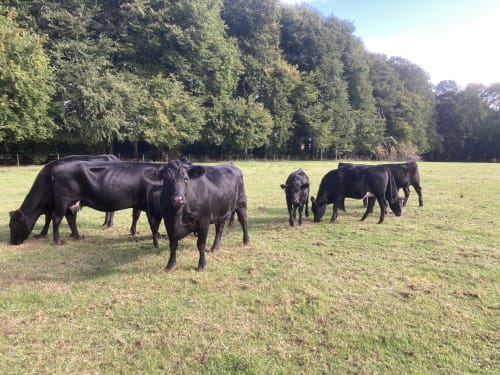 Charisworth Farm