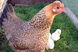 Rice Lane City Farm