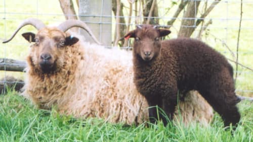 Langley Chase Farm
