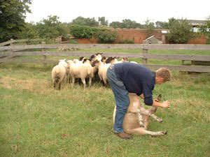 Village Farm