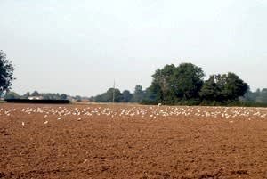 Gunces Farm