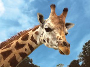 Noah's Ark Zoo Farm